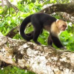 Parrita Costa Rica Monkeys Parrita Costa Rica Monkeys