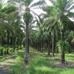 Parrita Costa Rica Oil Palm Parrita Costa Rica