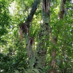 Cano Island Biological Reserve