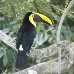 Negritos Island Puntarenas Negritos Island Puntarenas