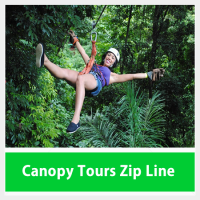 Zip Line Tour Canopy Tree