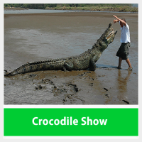 Crocodile Show Tours Costa Rica