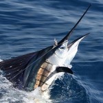 Costa Rica Fishing Jaco Costa Rica Fishing Jaco