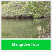 Mangrove Tour Costa Rica Jaco Beach